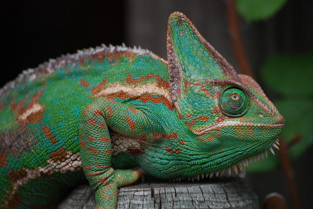 Wie Gemalt Foto Bild Tiere Zoo Natur Bilder Auf Fotocommunity