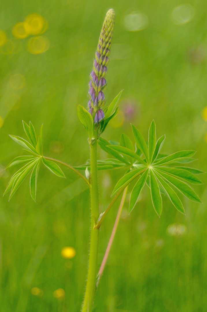 Wie gemalt - Lupine(nwiese)