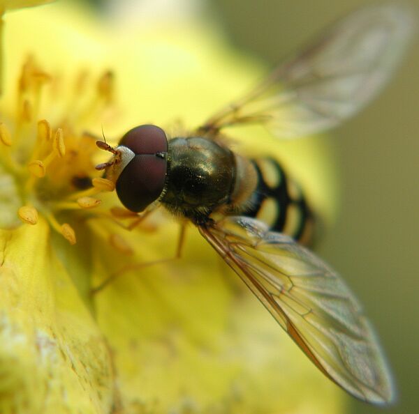 Wie gewünscht Schwebfliege etwas Gruseliger von vorne