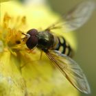 Wie gewünscht Schwebfliege etwas Gruseliger von vorne