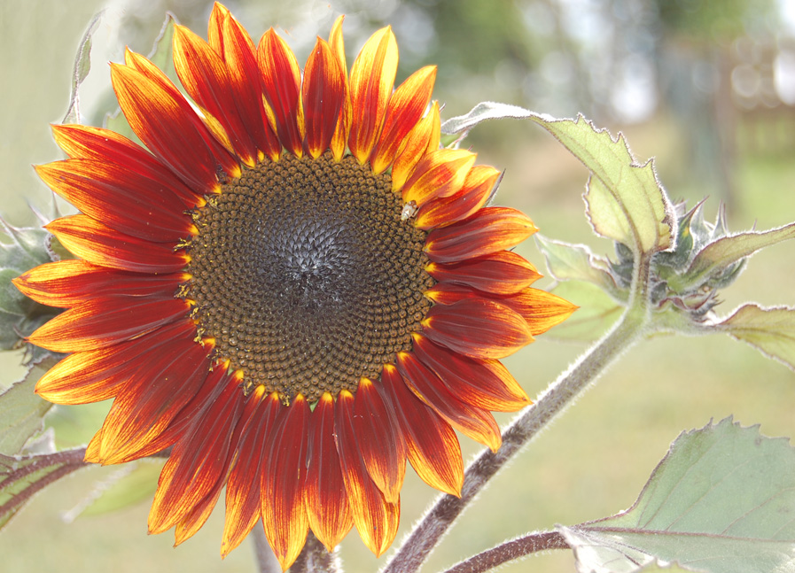 Wie gezeichnet (Sonnenblume)