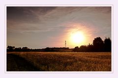 Wie Gold leuchtet, der Weizen im Abendlicht.