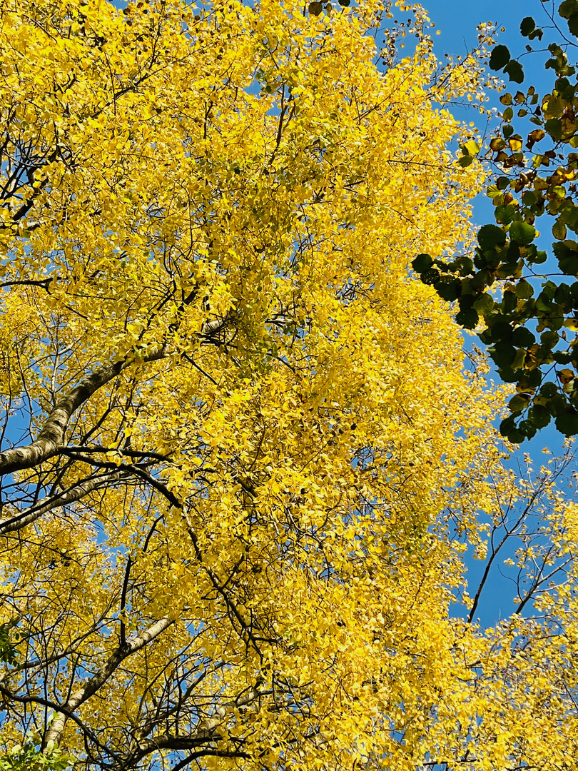 wie GOLDTALER glitzern die Blätter in der Sonne