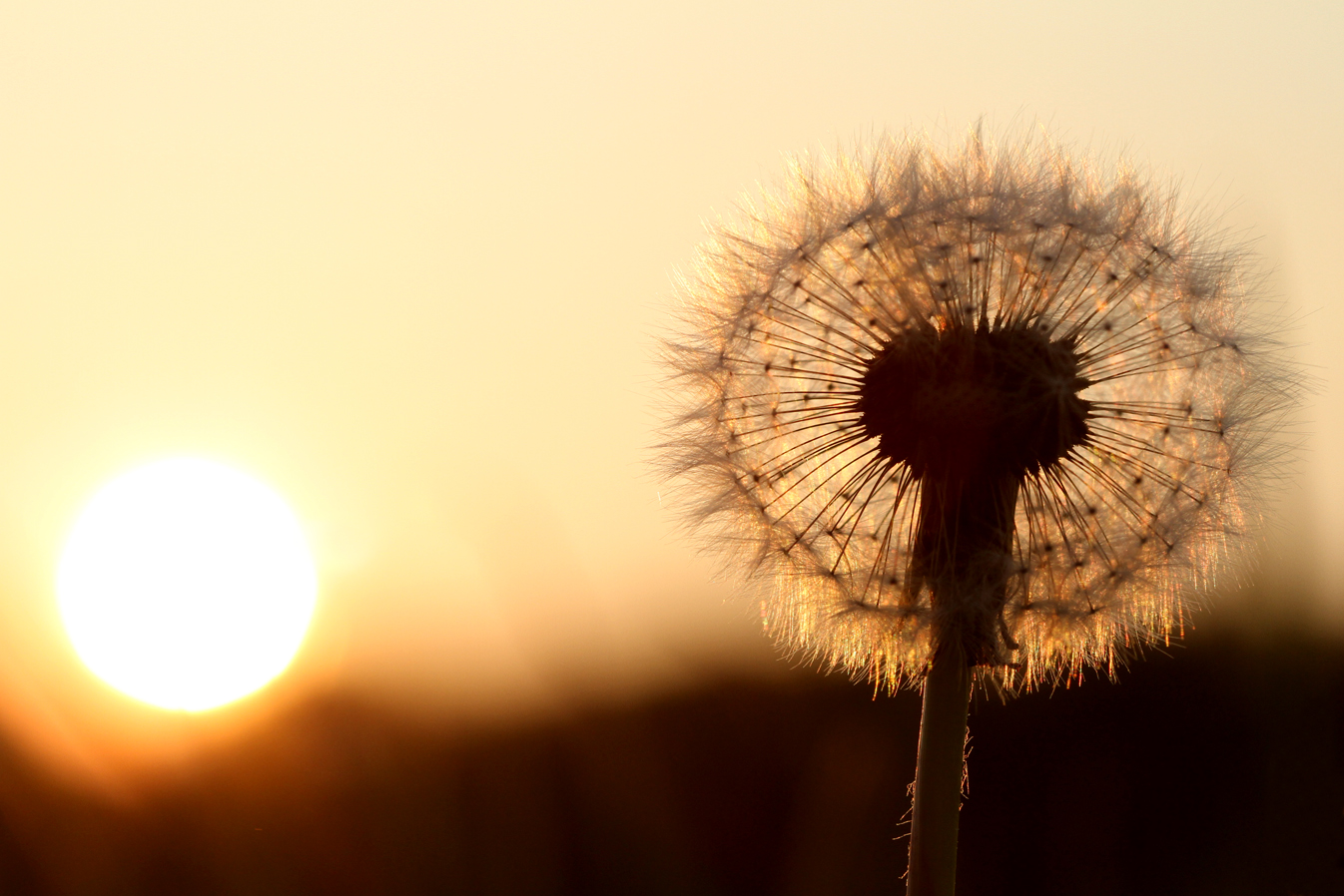 Wie groß ist die Sonne und wie groß ein Löwenzahn ?