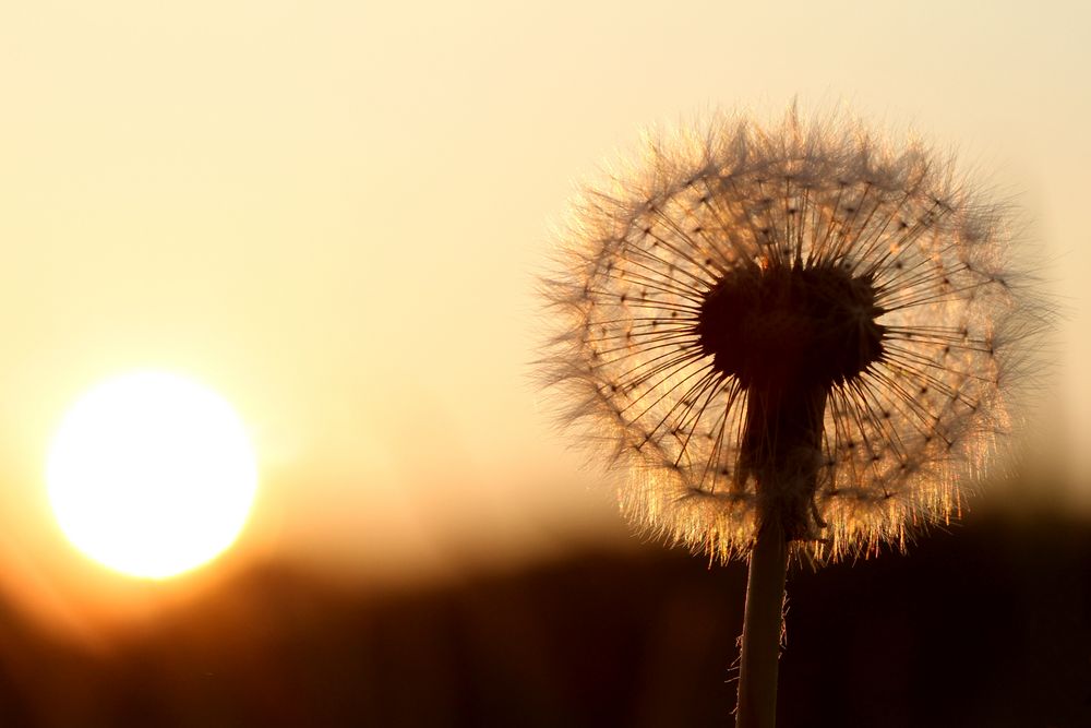 Wie groß ist die Sonne und wie groß ein Löwenzahn ? Foto & Bild ...