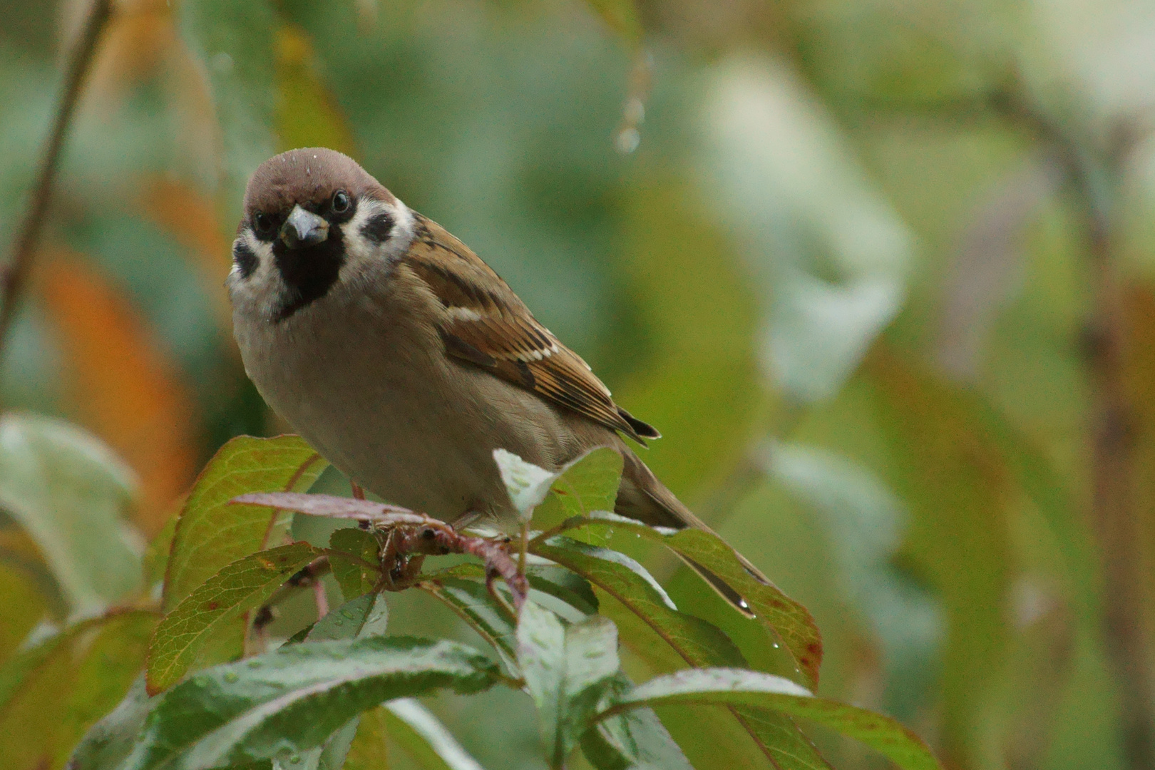 Wie guckt ein Spatz im Regen?  Bedröppelt!