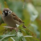 Wie guckt ein Spatz im Regen?  Bedröppelt!