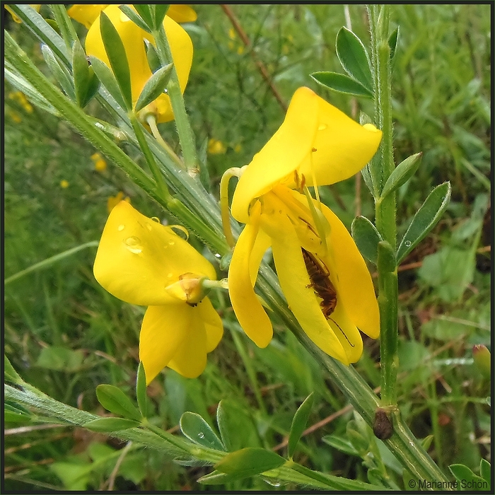 Wie gut, dass es Ginsterblüten gibt...