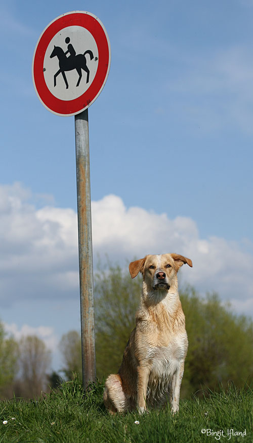 Wie gut daß ich ein Hund bin...