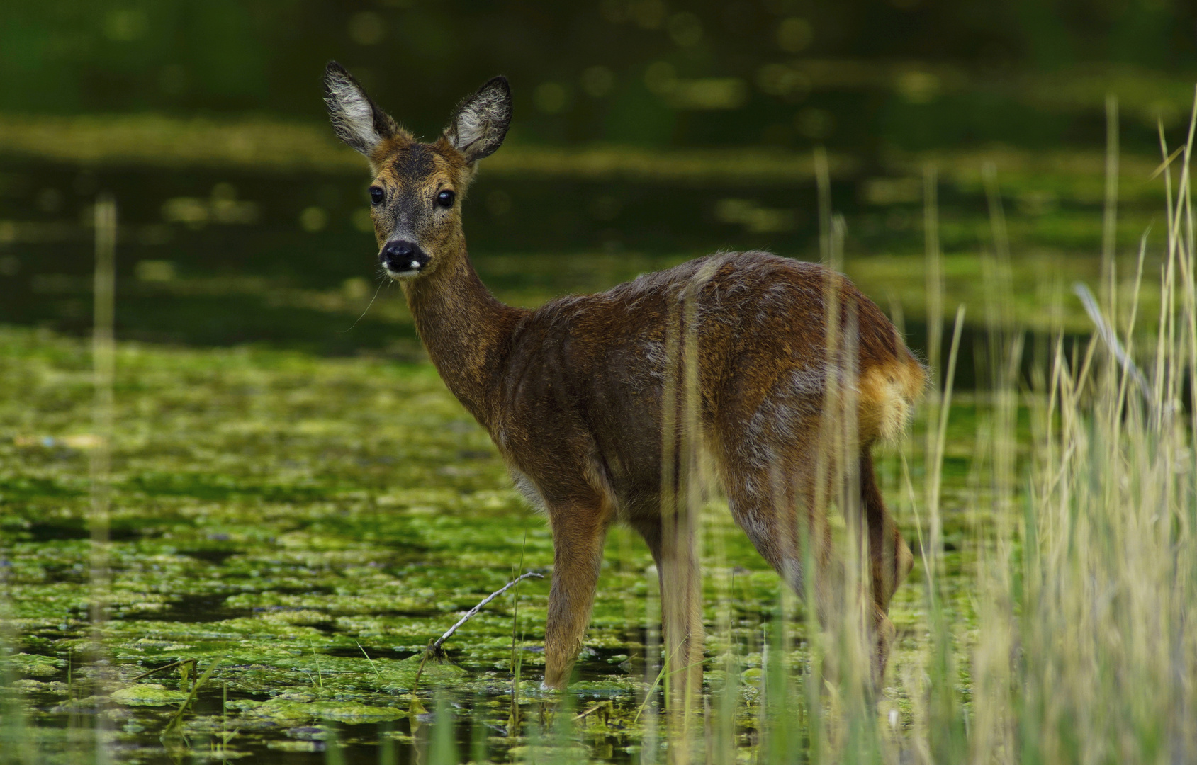 Wie gut können Rehe sehen?