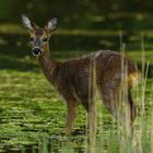 Wie gut können Rehe sehen?