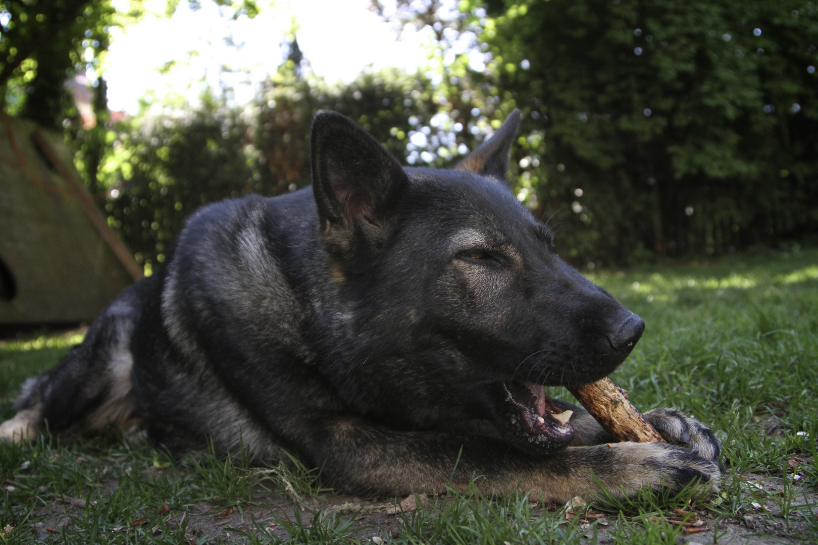 Wie gut muss Holz schmecken??