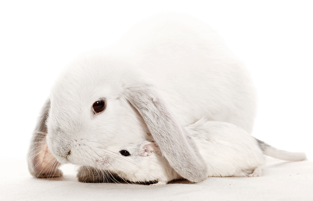 Wie Hase Igel Ah Maus Foto Bild Tiere Haustiere Nagetiere Kaninchen Bilder Auf Fotocommunity