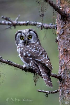 Wie hast du mich denn gefunden ...?