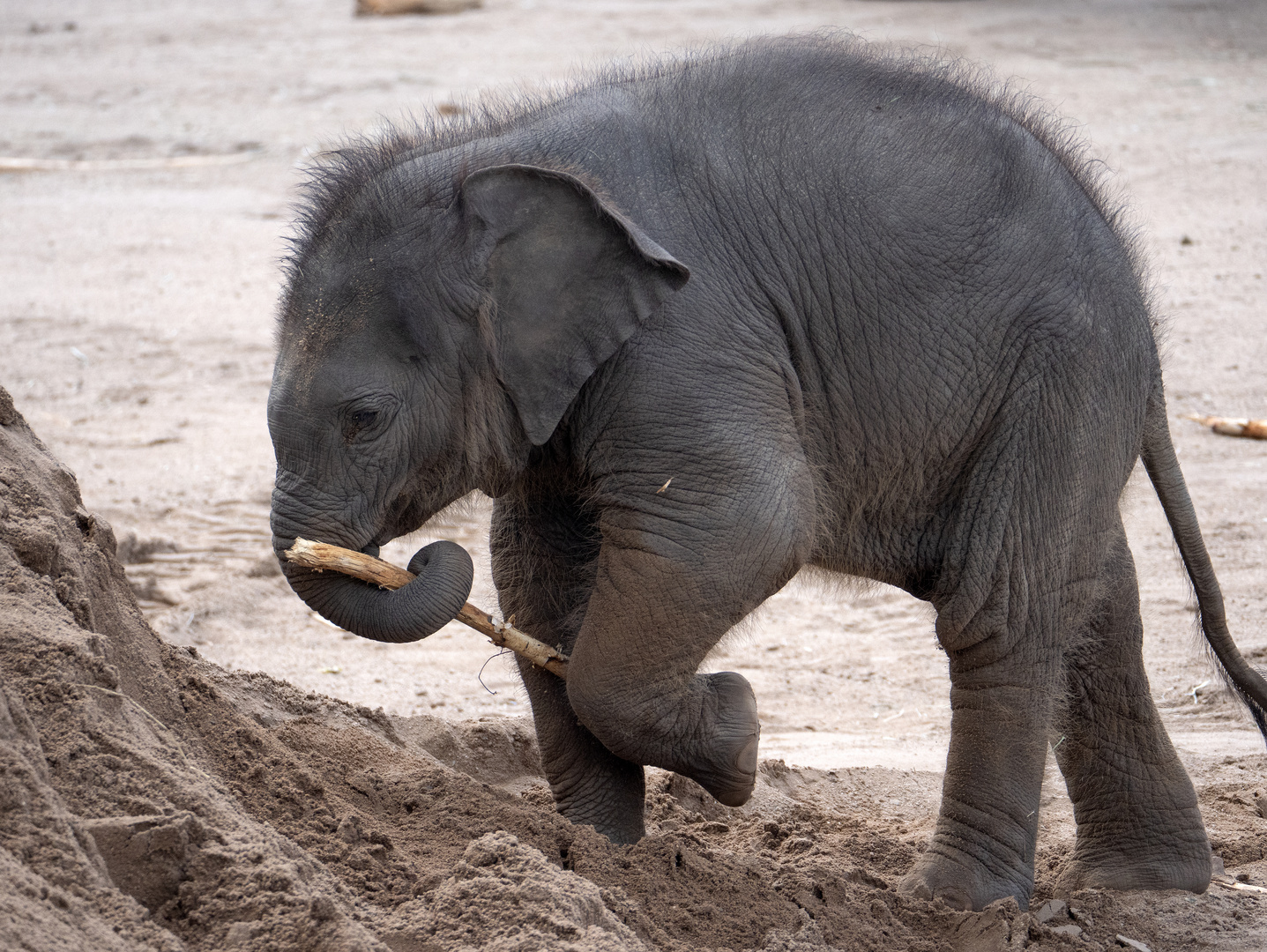 ~ ... wie Hathi Junior aus dem Dschungelbuch... ~