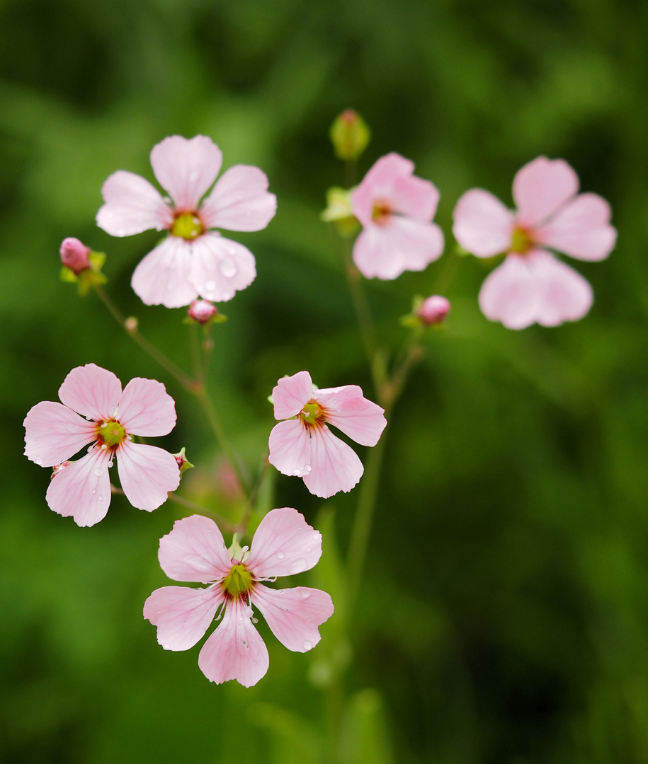 Wie heißen diese Blümchen?