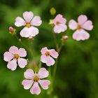 Wie heißen diese Blümchen?