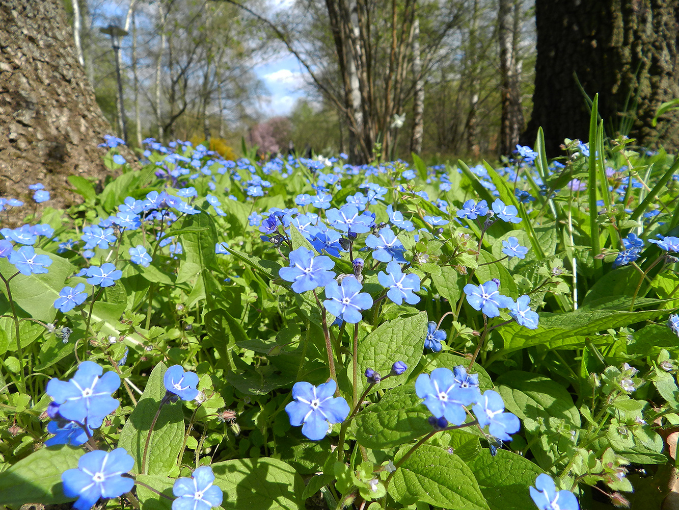 Wie heißen diese Blumen ?