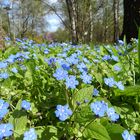 Wie heißen diese Blumen ?