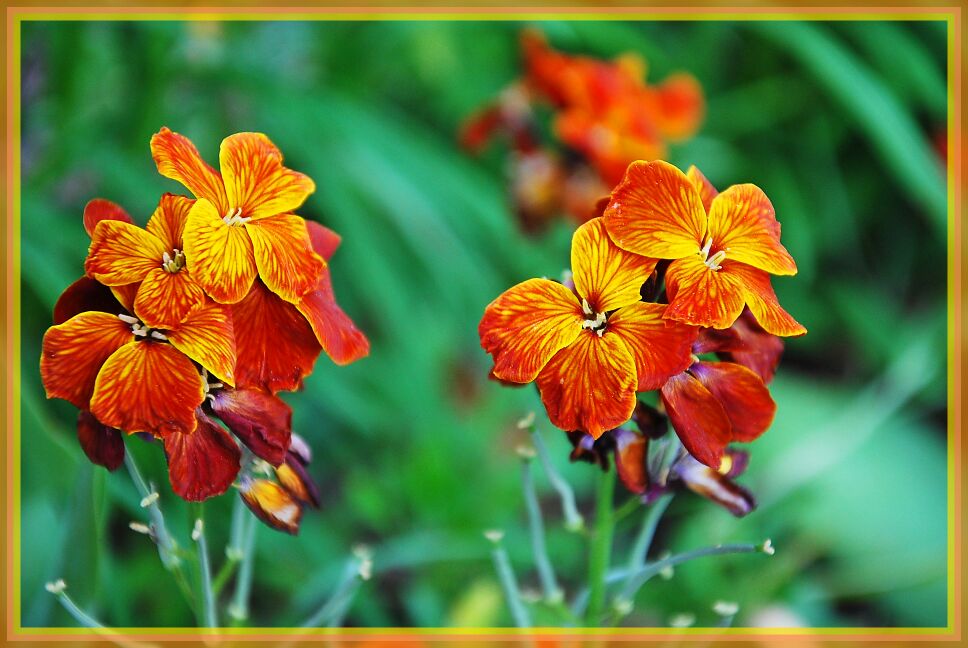 Wie heissen diese Blumen?