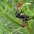Wie heißen wir?    -    Senf-Blauschillersandbiene (Andrena agilissima)