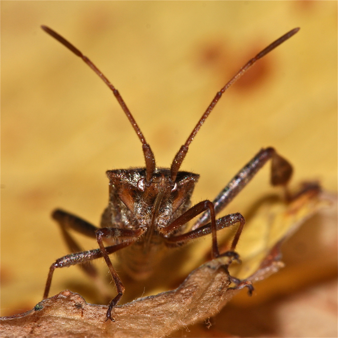 Wie heißt das Insekt ?  Leptoglossus occidentalis - die Amerikanische (Kiefern-)Zapfenwanze!