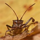 Wie heißt das Insekt ?  Leptoglossus occidentalis - die Amerikanische (Kiefern-)Zapfenwanze!