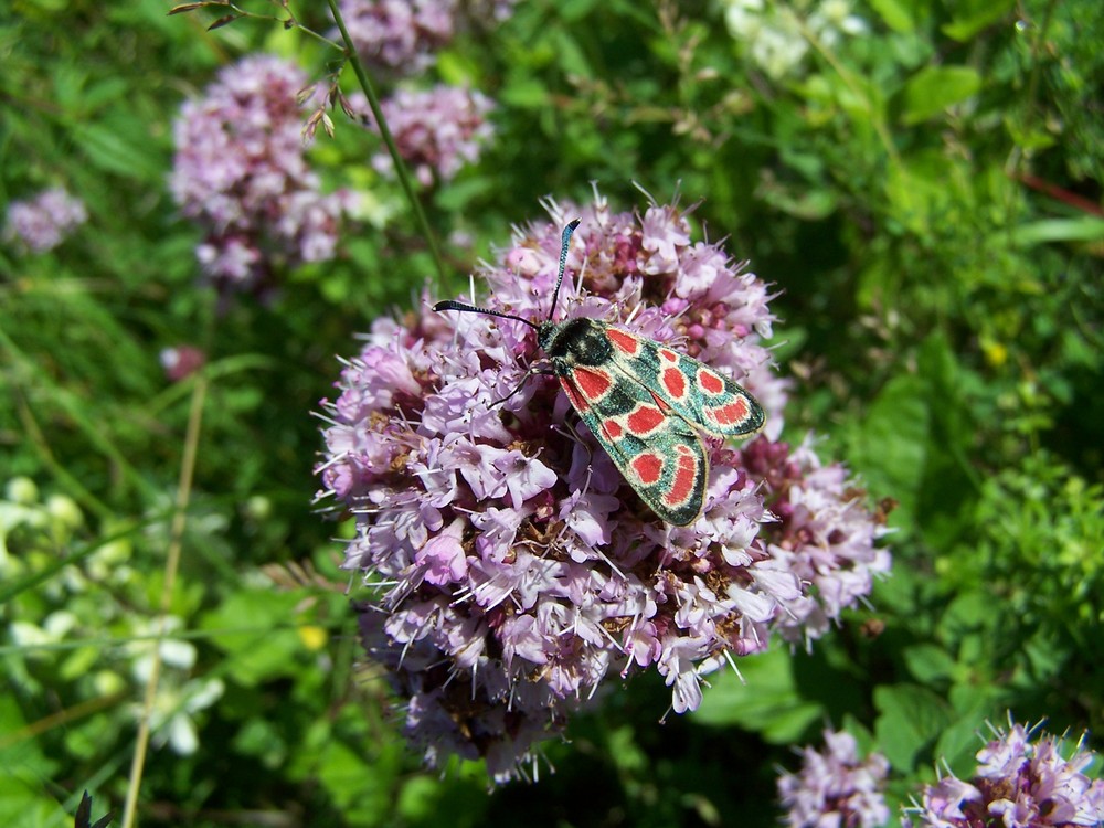 Wie heißt der Falter oder Schmetterling