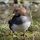 Wie heisst der kleine Vogel?