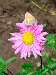 wie heißt der schmetterling?