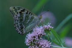 Wie heißt der Schmetterling?