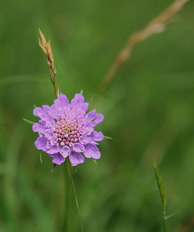 Wie heißt die Blüte?