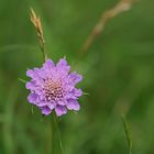 Wie heißt die Blüte?