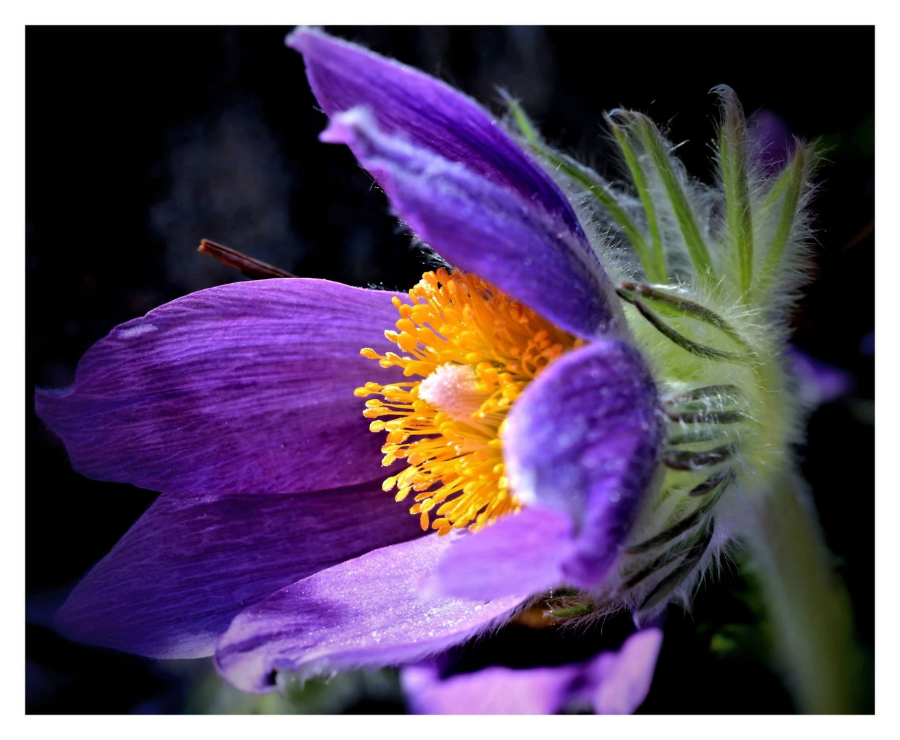 Wie heißt die Blume???