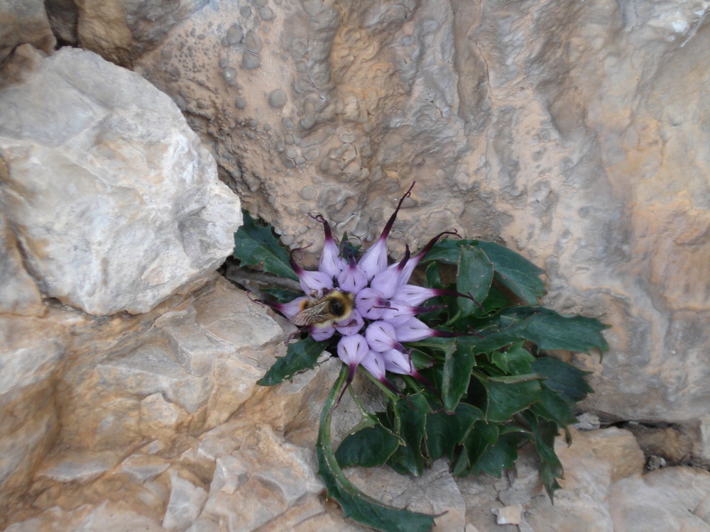 Wie heißt die Blume?