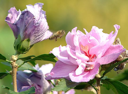 wie heißt die pflanze? kommentare hochwillkommen :-))