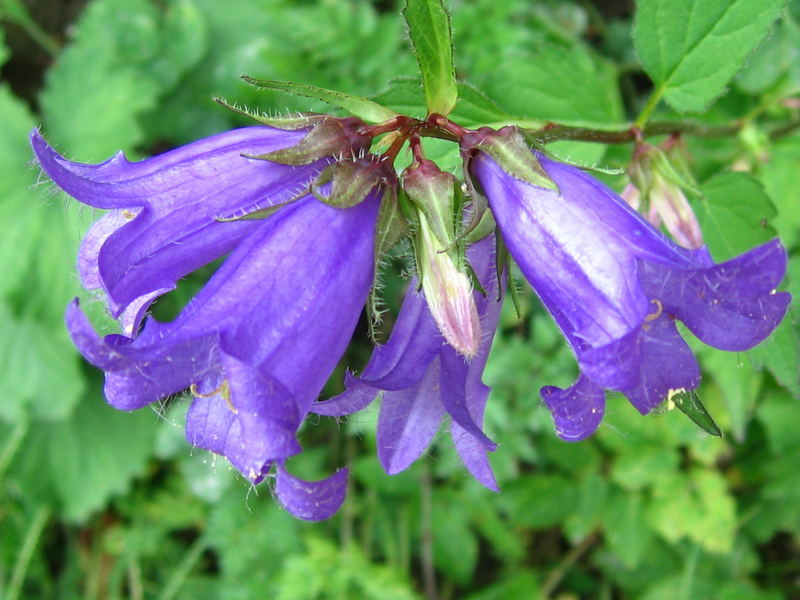 Wie heißt diese Blüte?