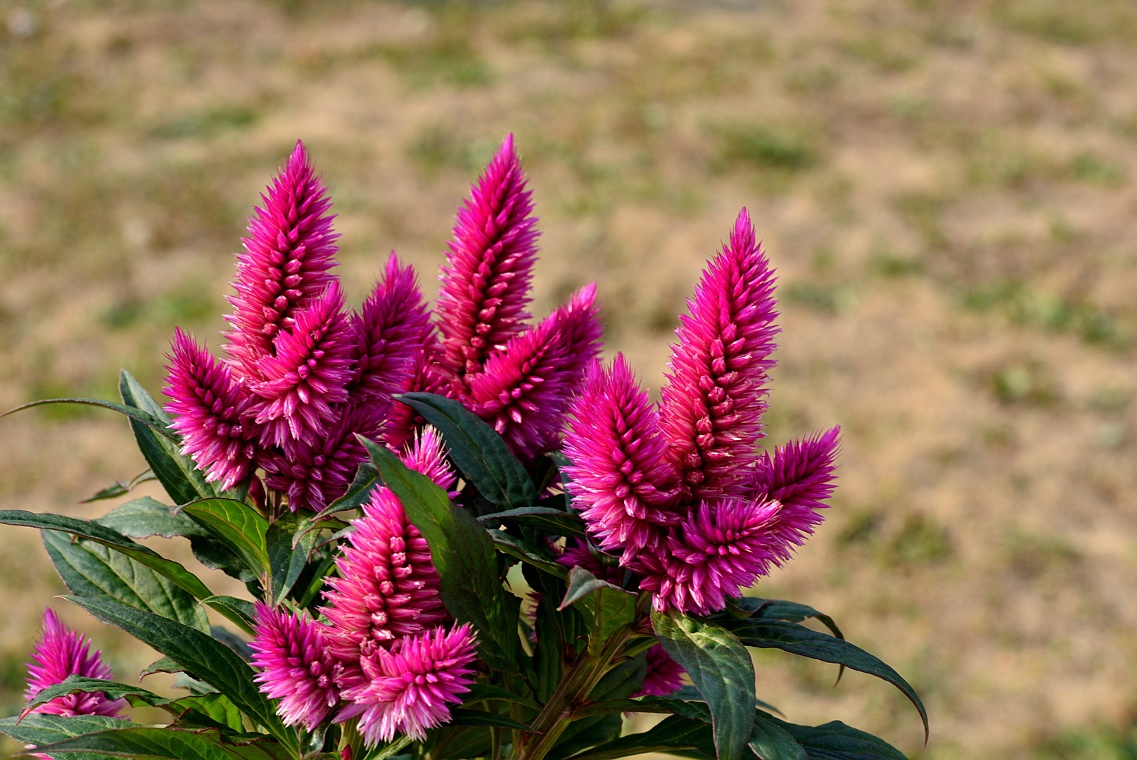 Wie heißt diese Blüte? Silber Brandschopf (Celosia argentea var. plumosa)