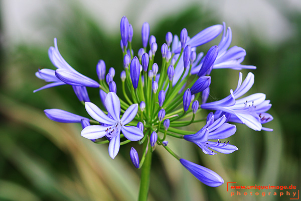 Wie heißt diese Blume?