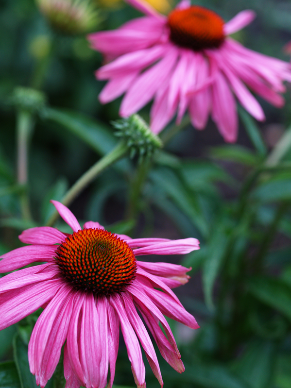 Wie heißt diese Blume?