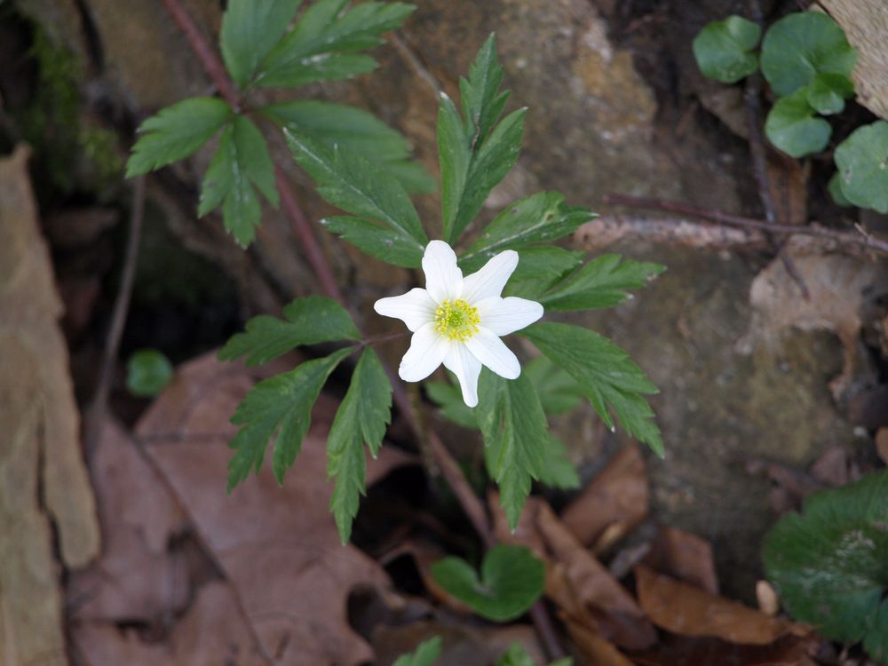 Wie heißt diese Blume?