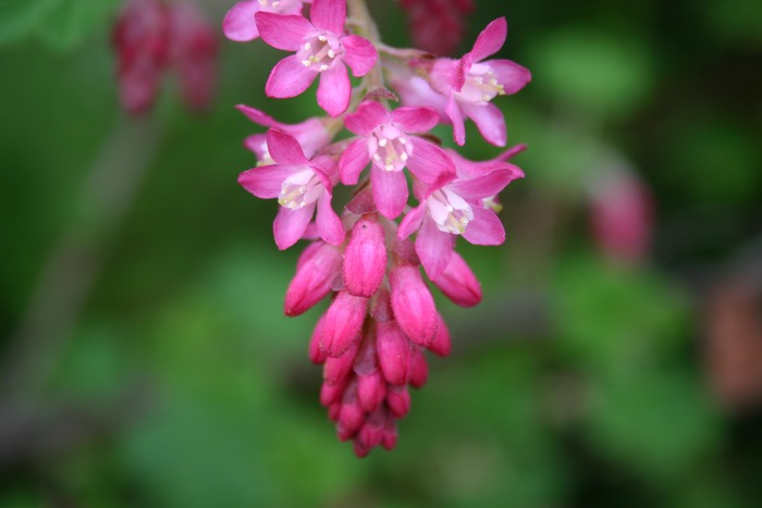 Wie Heißt diese Blume?