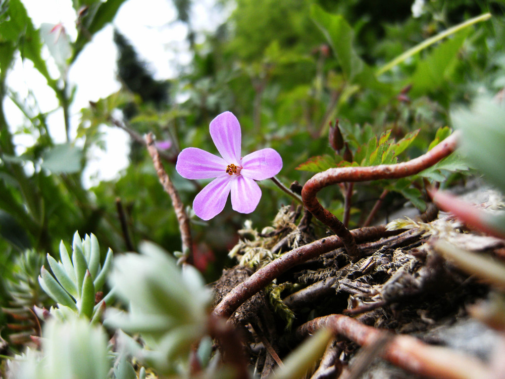 Wie heisst diese Blume?