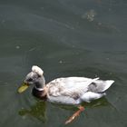 Wie heisst diese Ente???