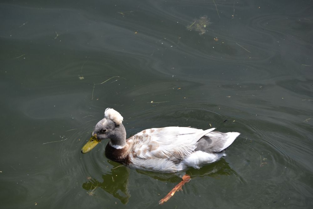 Wie heisst diese Ente???