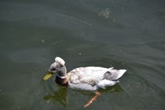 Wie heisst diese Ente???