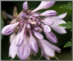 wie heißt diese Pflanze/Blüte?