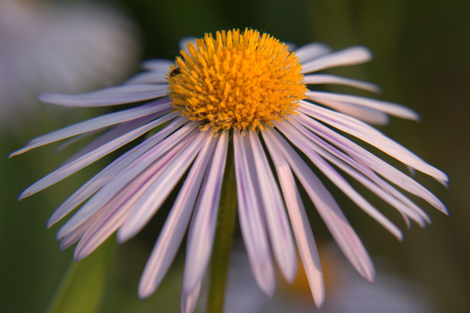 Wie heißt diese schöne Blume?