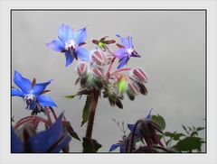 Wie heißt diese schöne Wiesenblume?