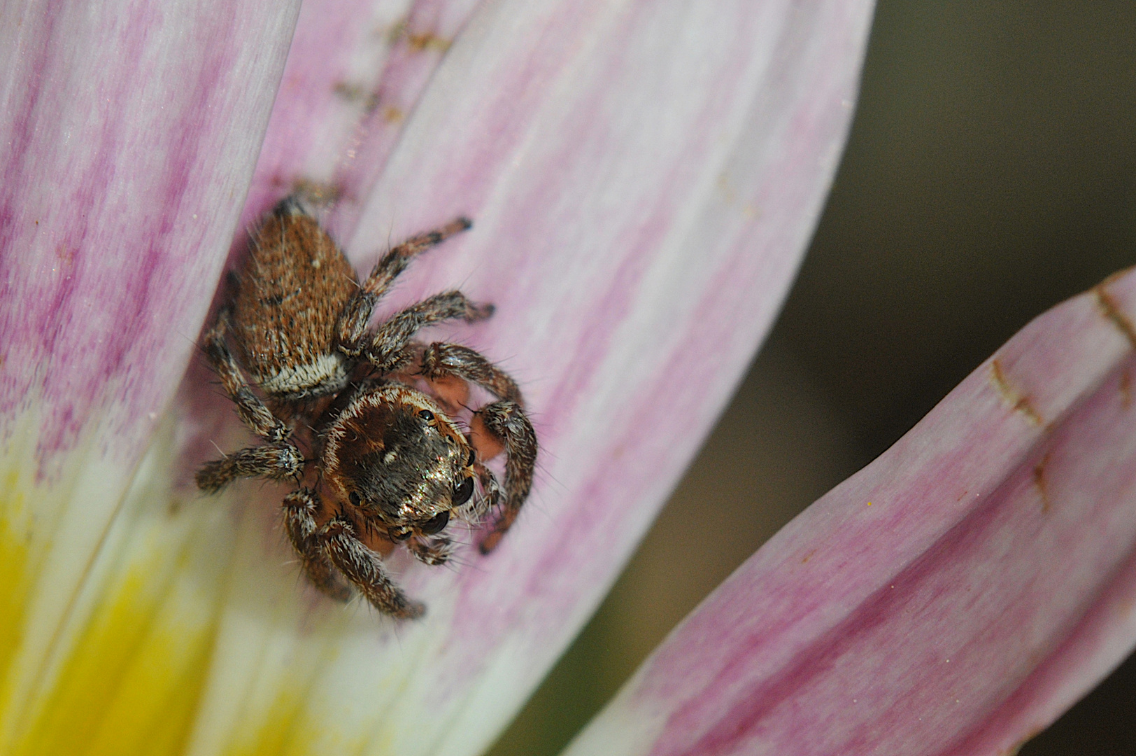 Wie heisst diese Spinne ?